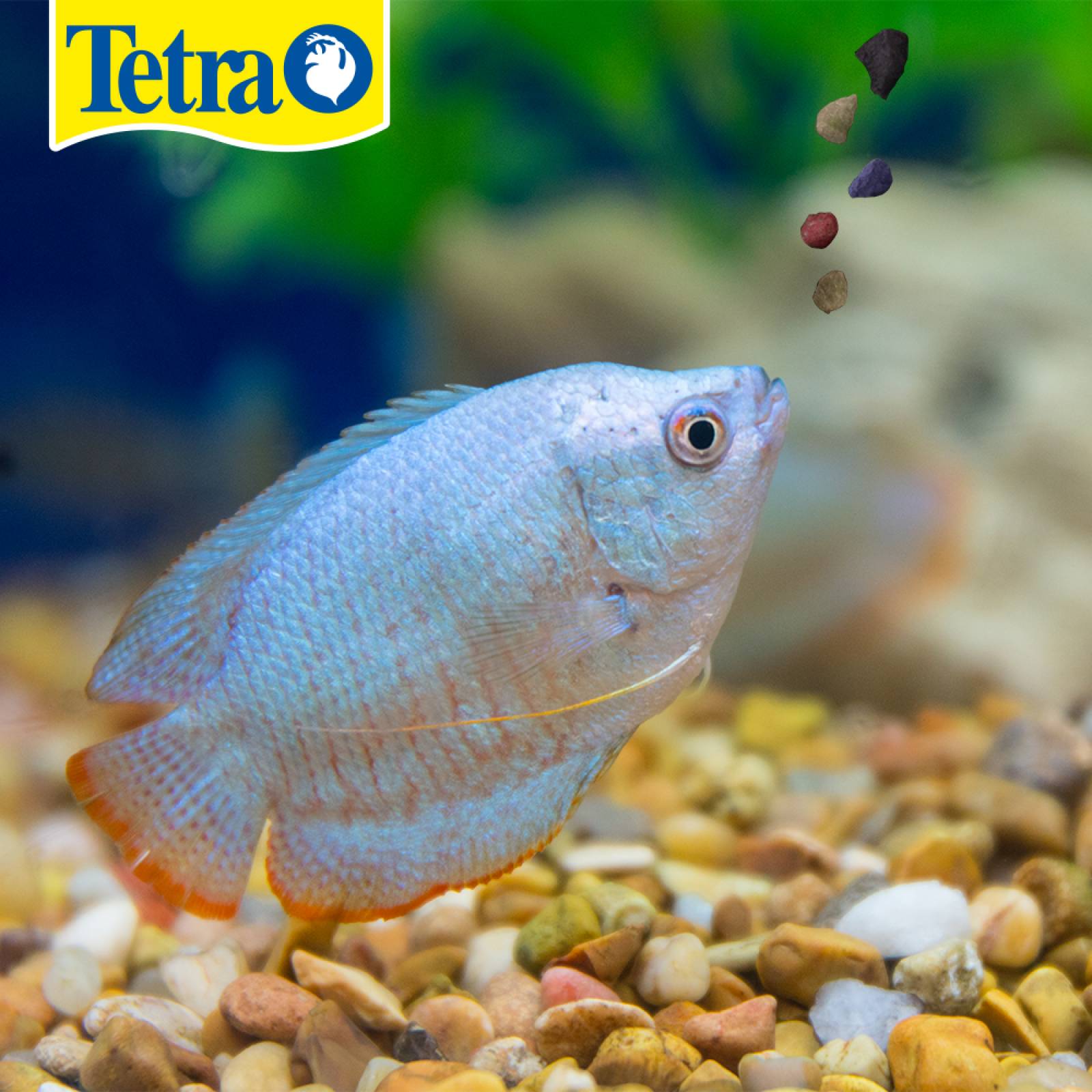 Alimento peces tetramin tropical granules 100g neon molly 