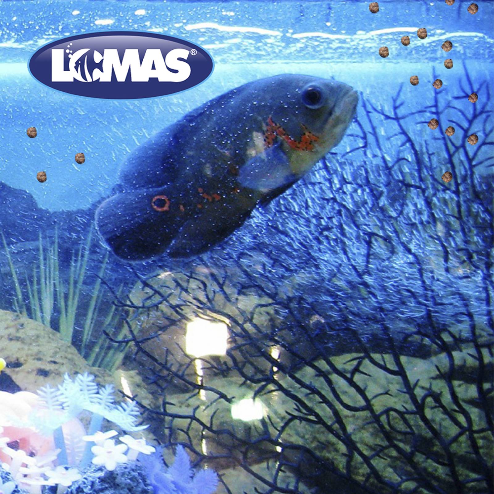 Alimento para peces Betta sobre Wardley de 20 gr 