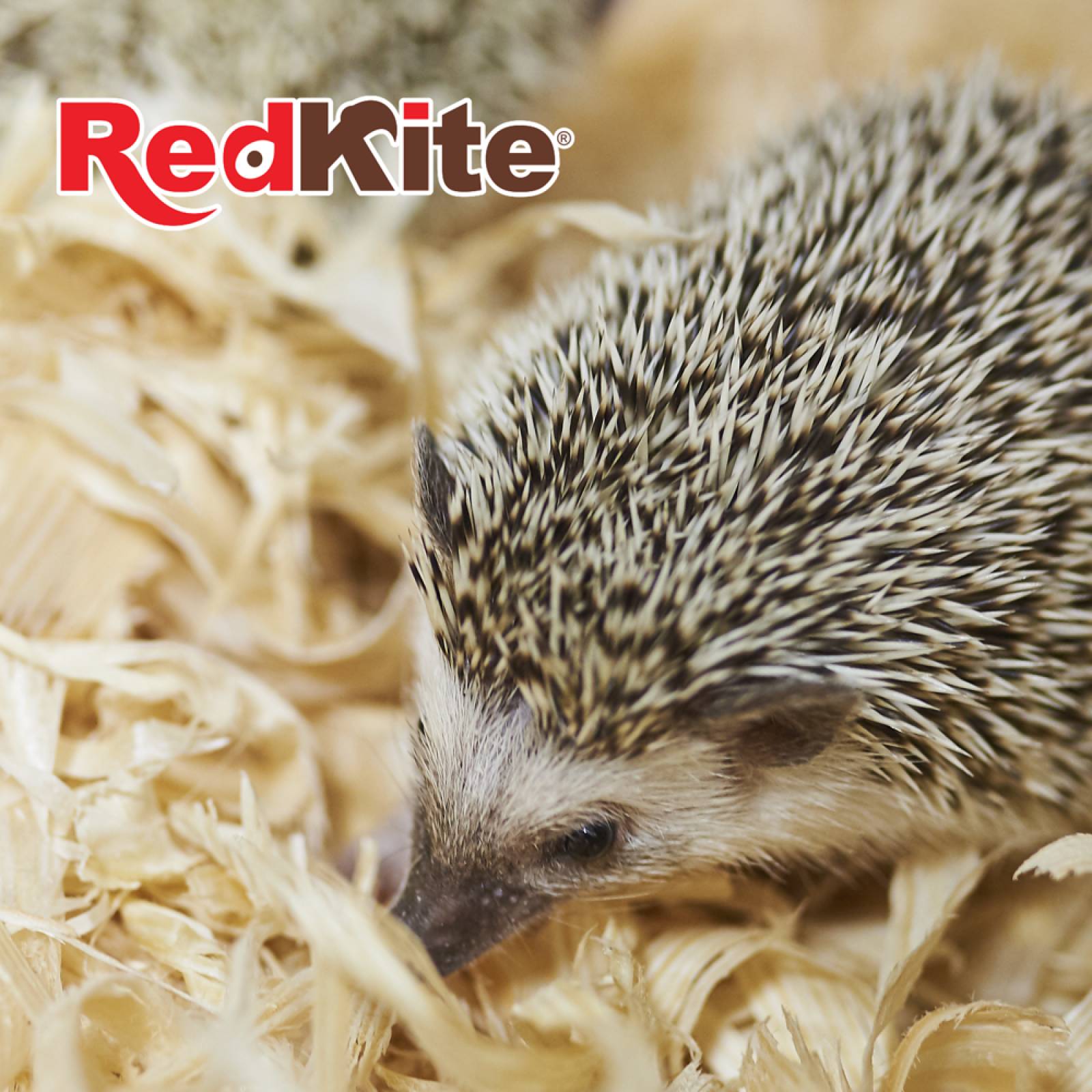 Fancy Pets Sustrato cama madera fina erizo conejo hamster 8lt 