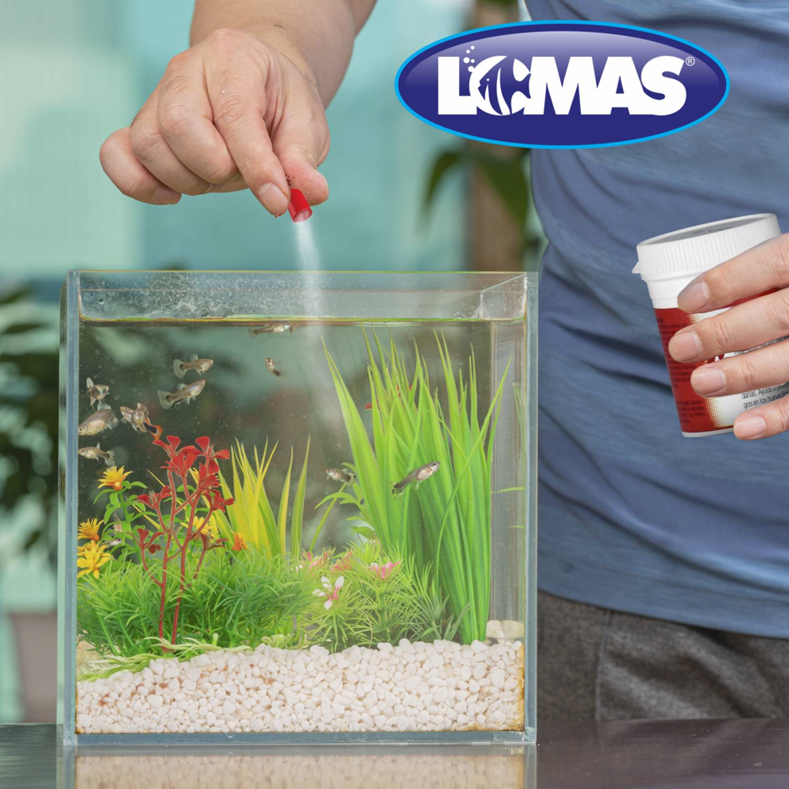 Capsulas peces Saprolegnia y Achlya y Algodoncillo y hongos 