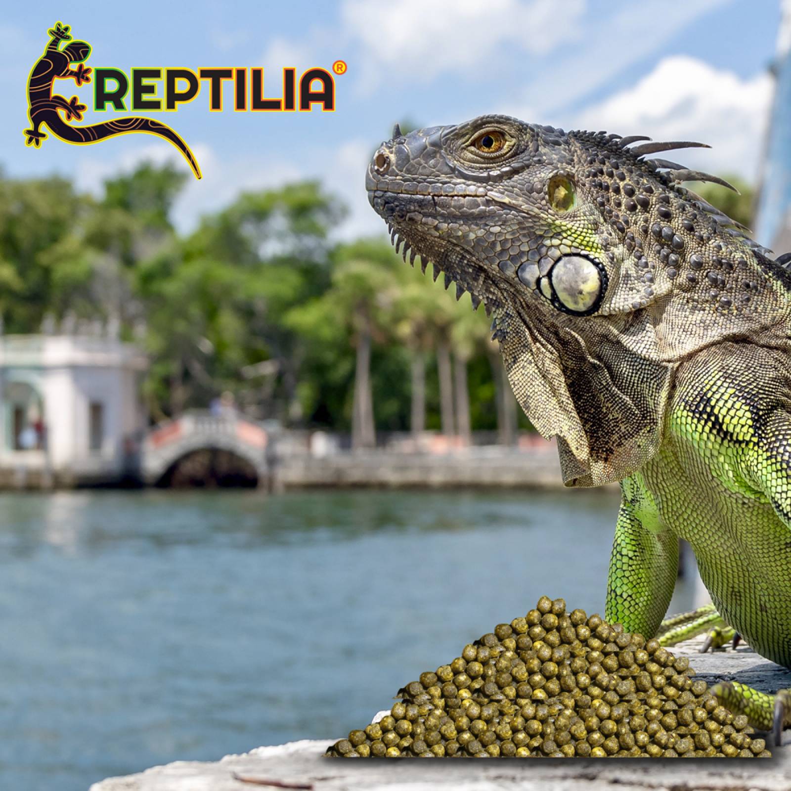 Alimento LOMAS balanceado para Iguana Juvenil 700 G platano 