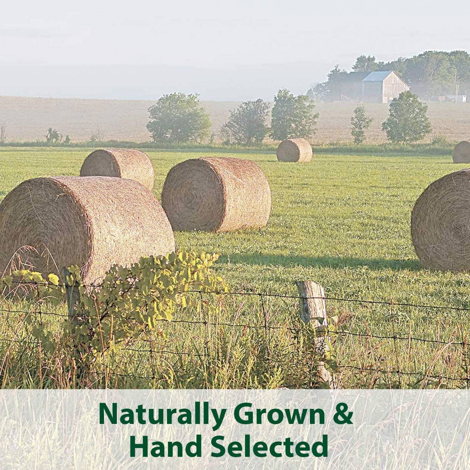 Premio conejo cuyo chinchilla Kaytee Cubos heno Timothy 454g 