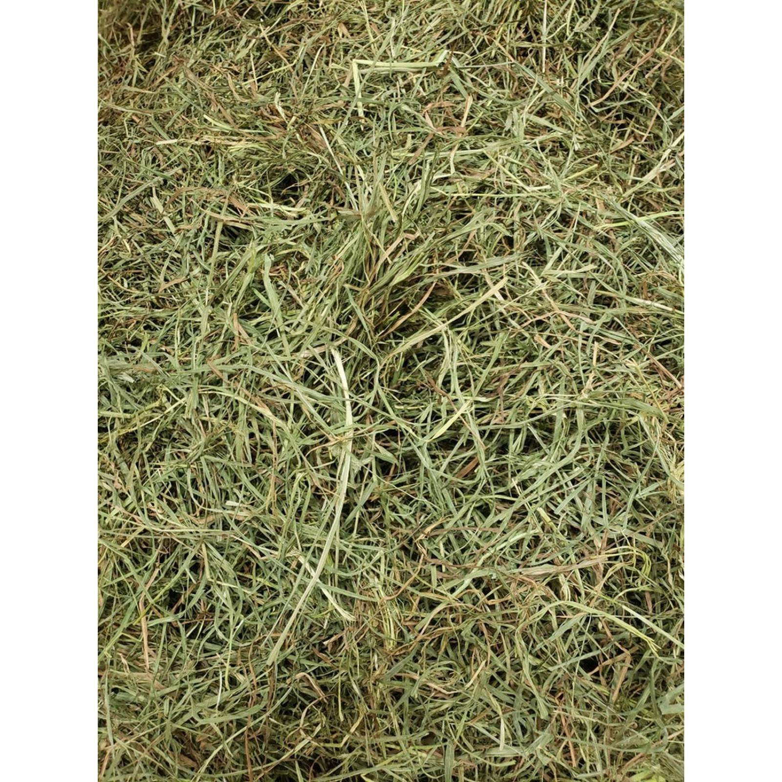 Heno Timothy Hay Gold American Pet Cuyo Conejo Chinchilla 