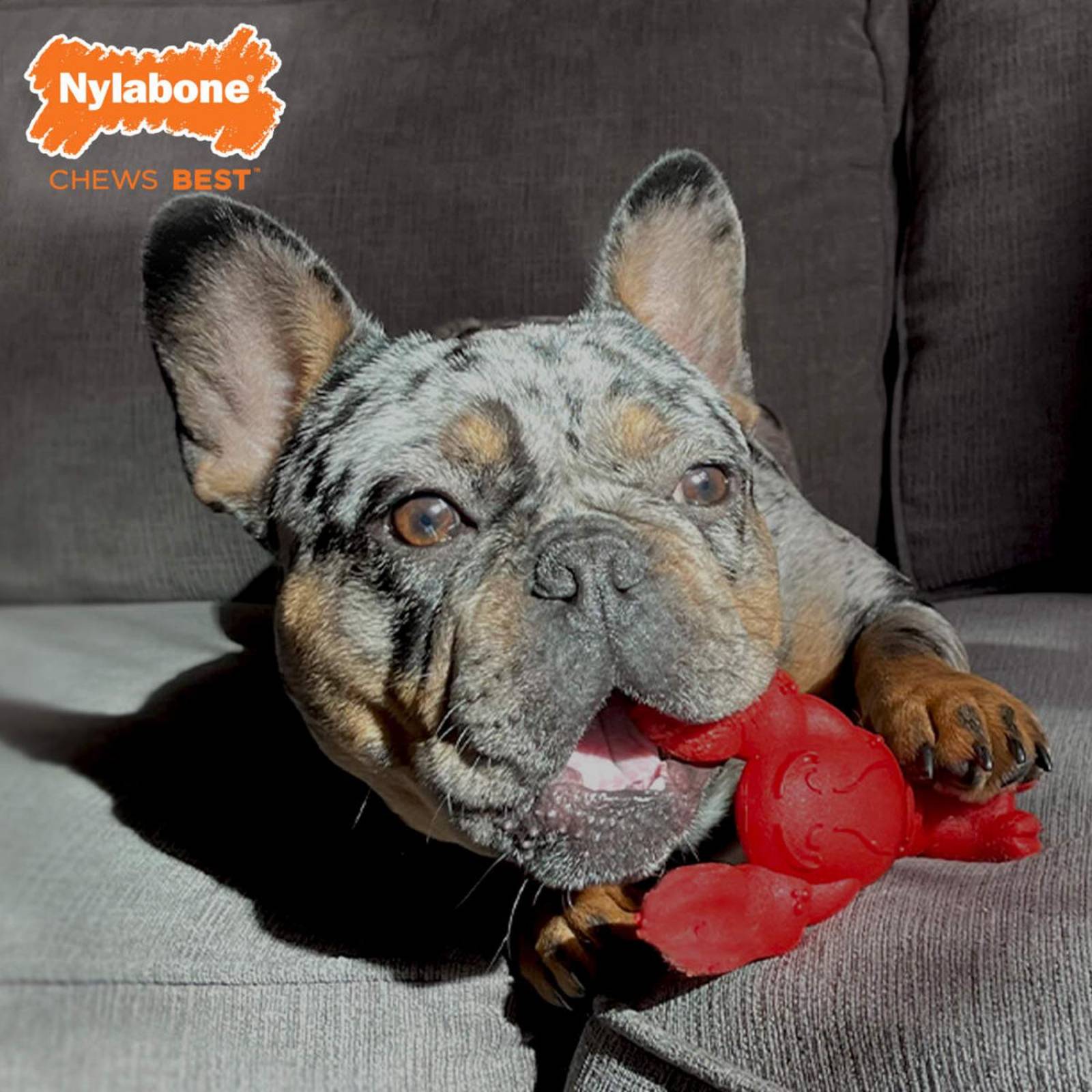 Juguete Nylabone perro Power Chew Langosta Filete Mignon 11kg 