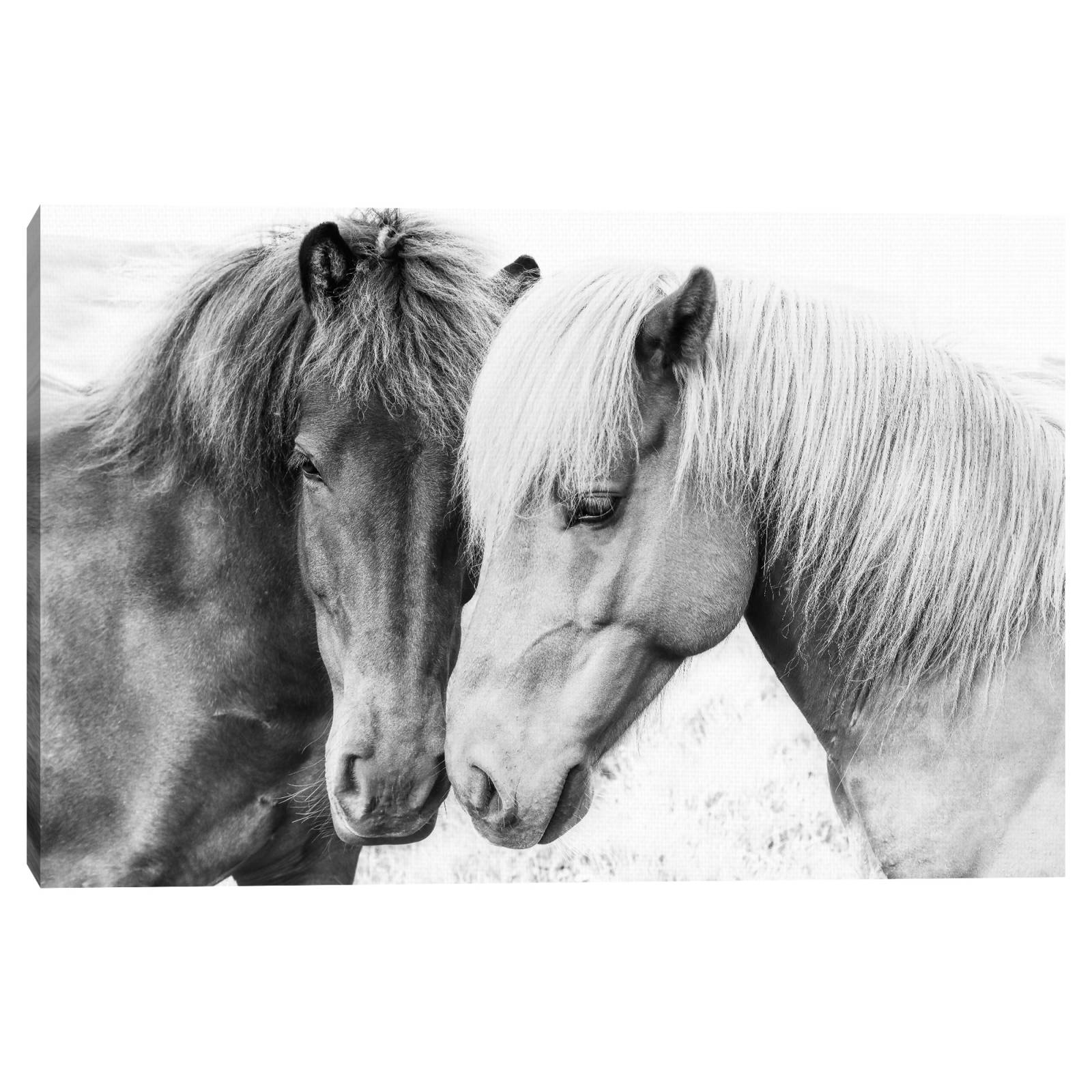 Cuadros Decorativos - Amor por los caballos