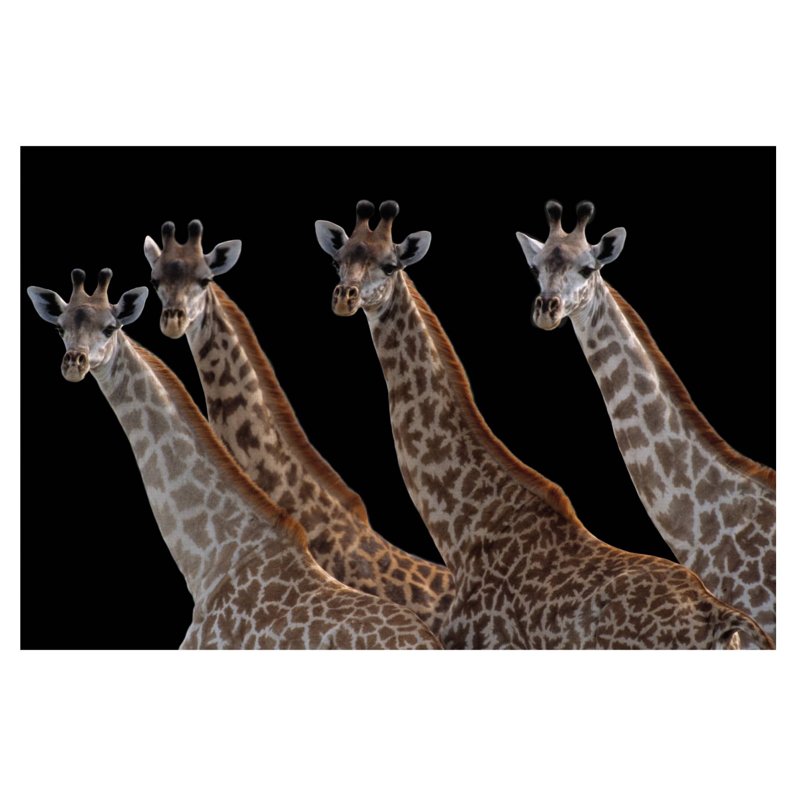 Cuadros Decorativos - Jirafas en una fila negra de Staffan Widstrand