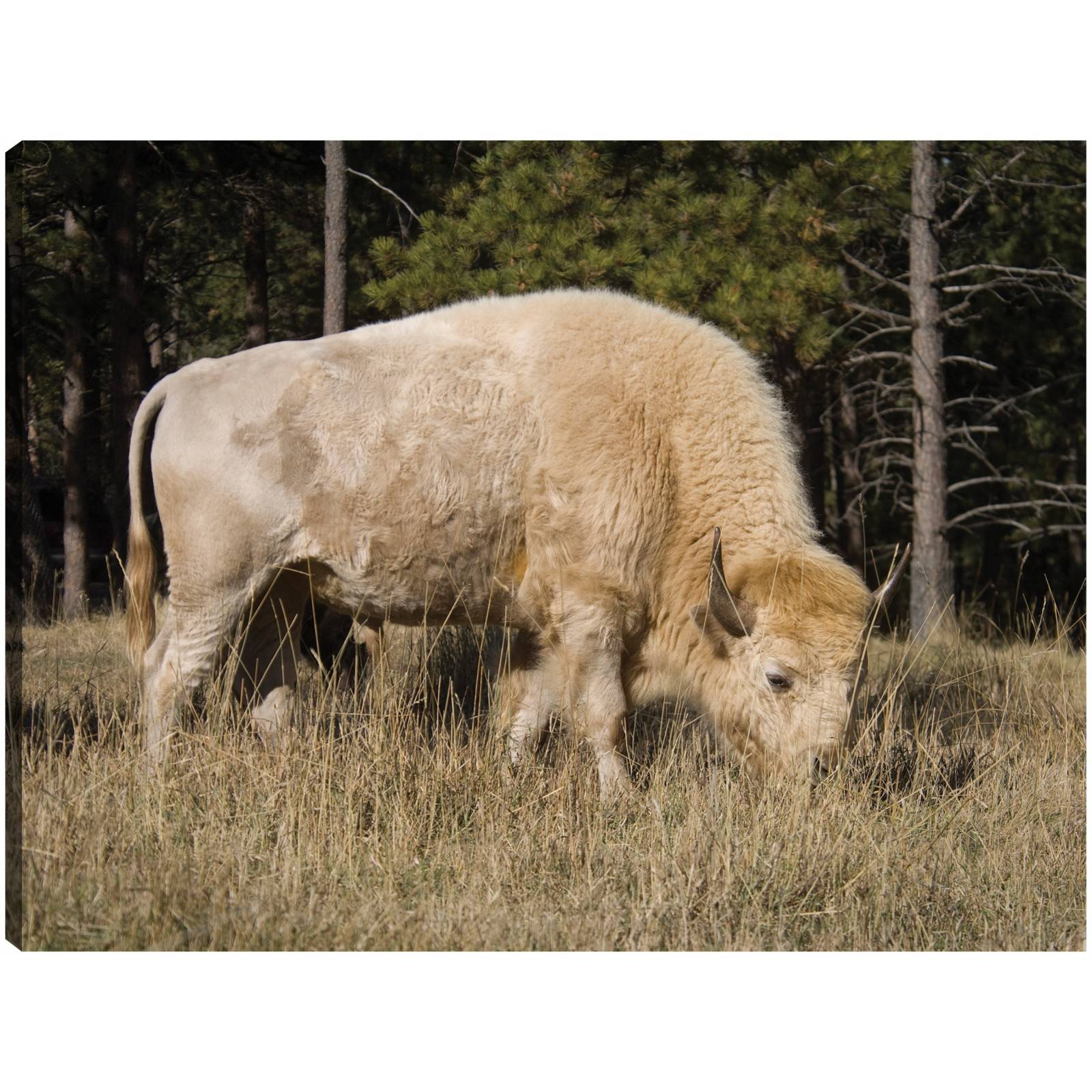 Cuadro Decorativo Bisonte blanco mistico 81 cm x 61 cm