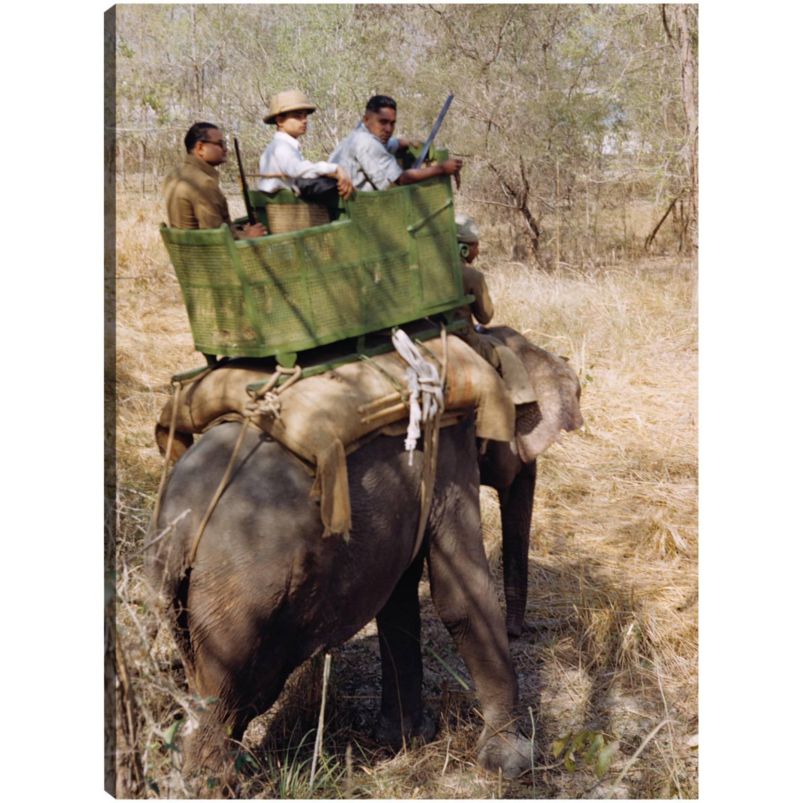 Cuadro Decorativo Elefante Safari indio