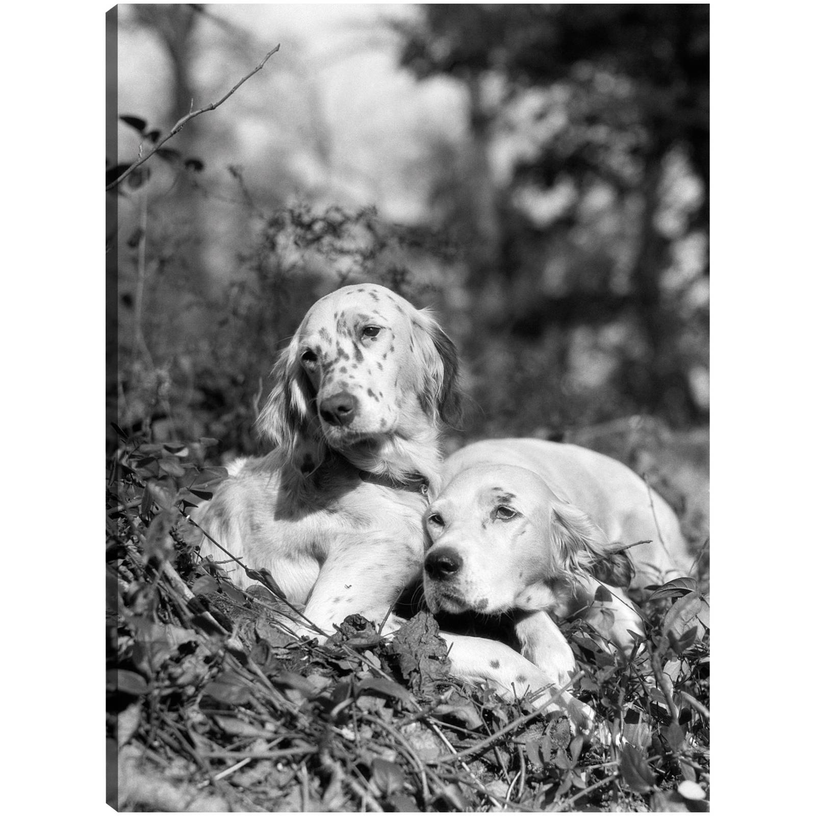 Cuadro Decorativo Setter de ingles de verano