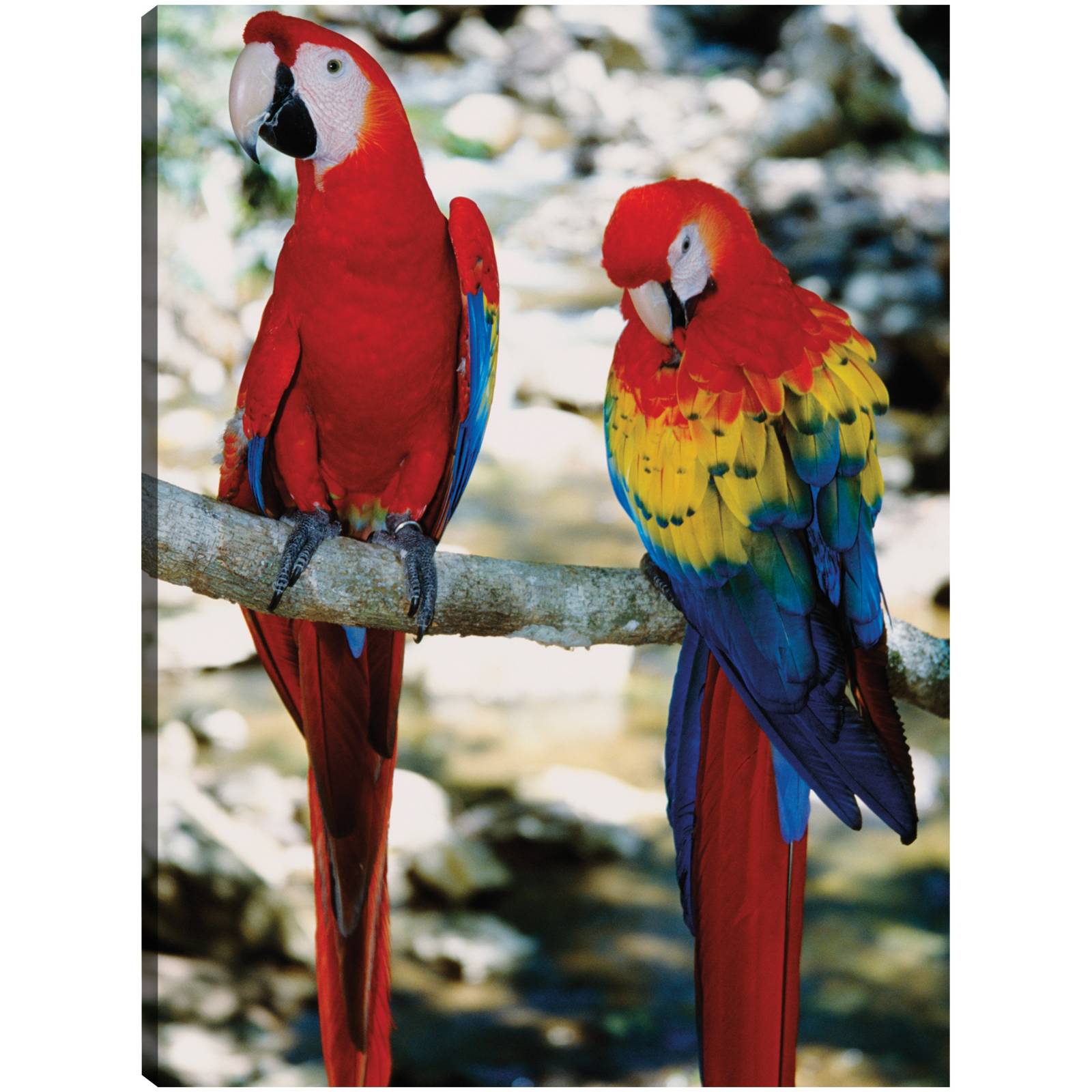 Cuadro Decorativo Guacamayas rojas tropicales