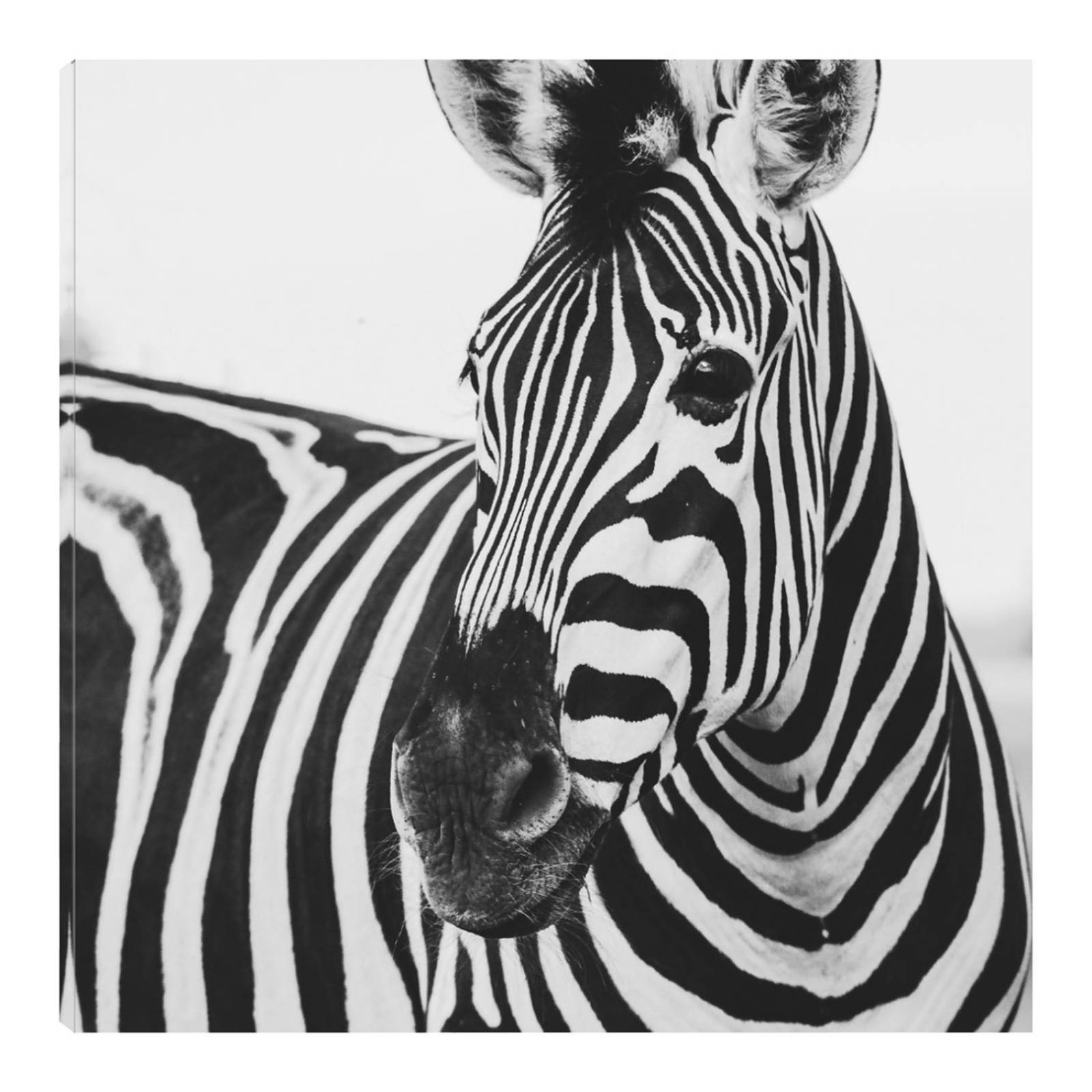 Cuadro Decorativo | Cebra de Cerca | Frida Bredesen | 94X94 Cm | Arte Animales | Impresión en Lienzo | Fine Art TJ
