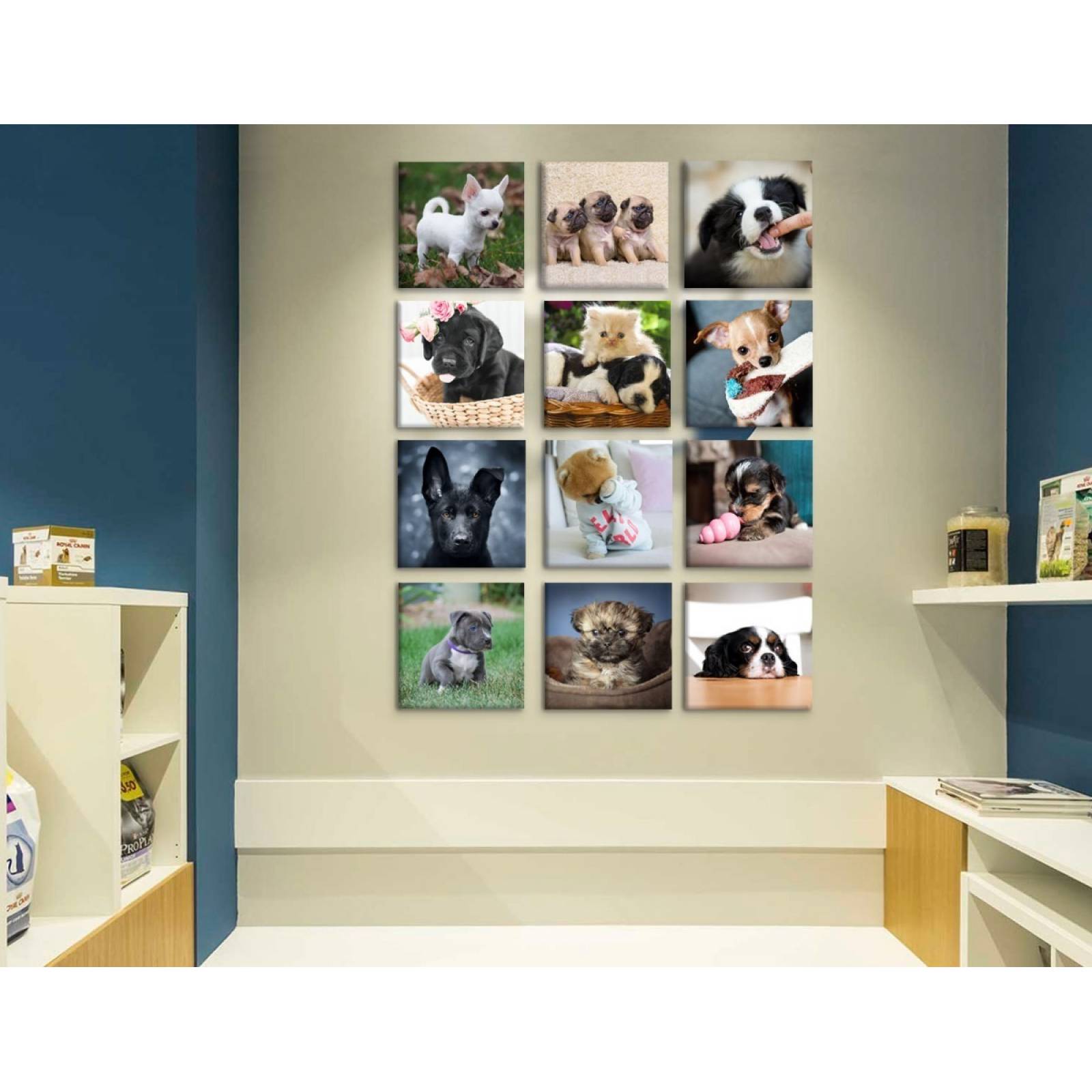 Set De 12 Cuadros Decorativos Para Veterinaria