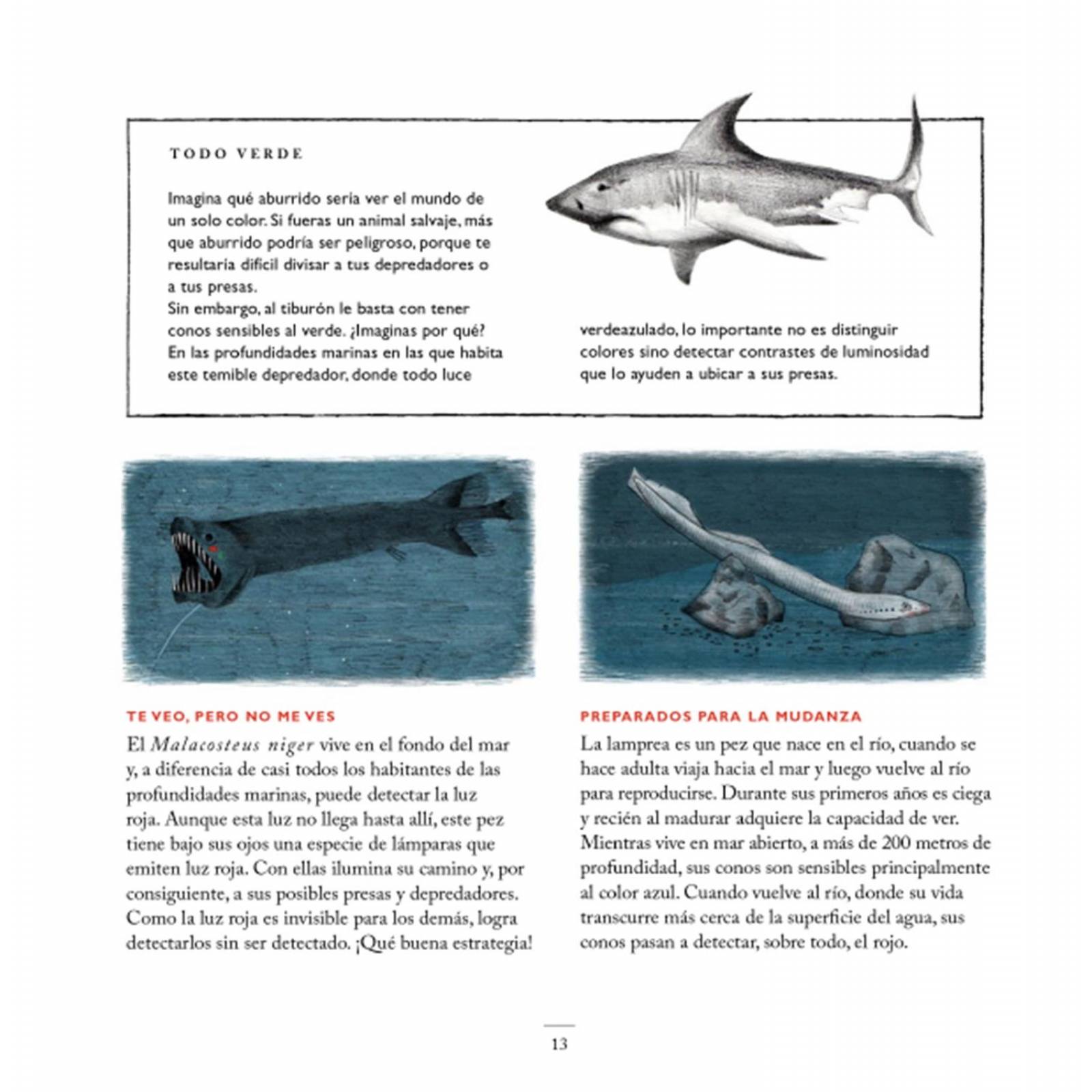 ¡Qué ojos tan curiosos tienes! 