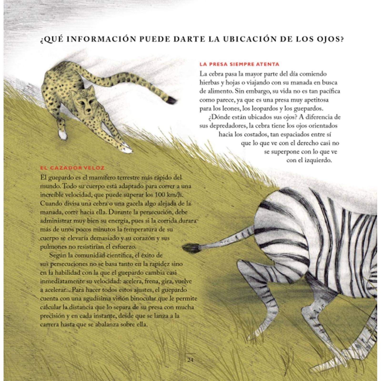 ¡Qué ojos tan curiosos tienes! 