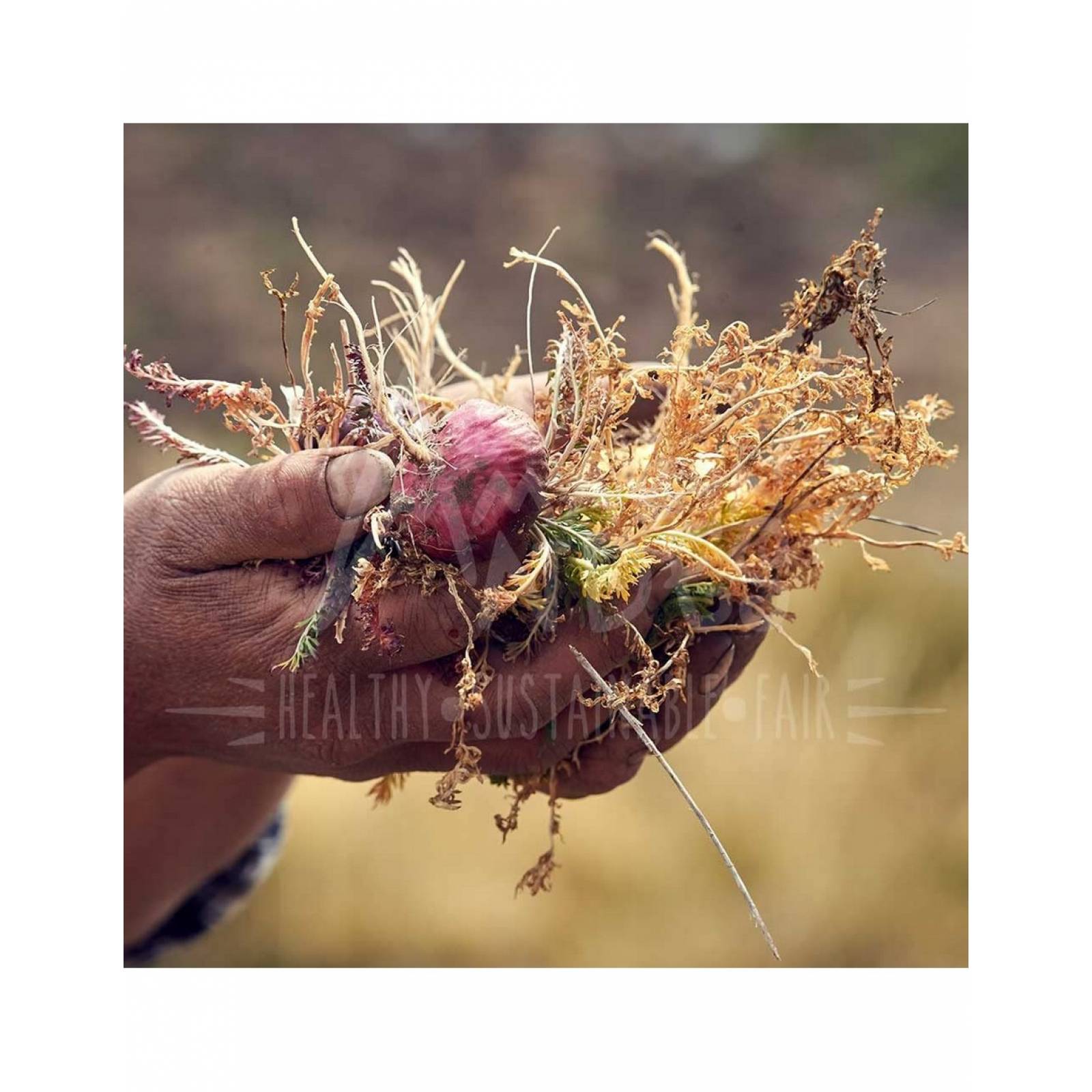 Macá Roja Orgánica en Cápsulas (original de Perú)