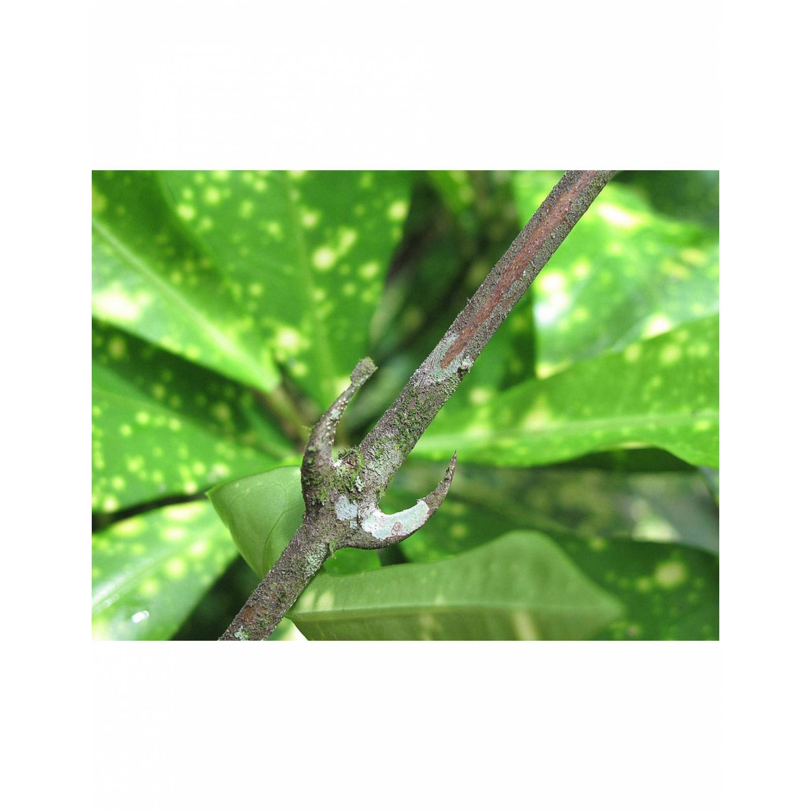 Uña de gato en Cápsulas, Orgánica (100 Caps de 500mg)