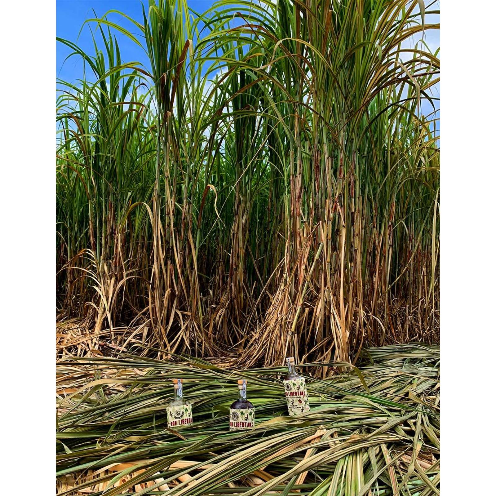 Ron Libertad Dorado 250ml 44 