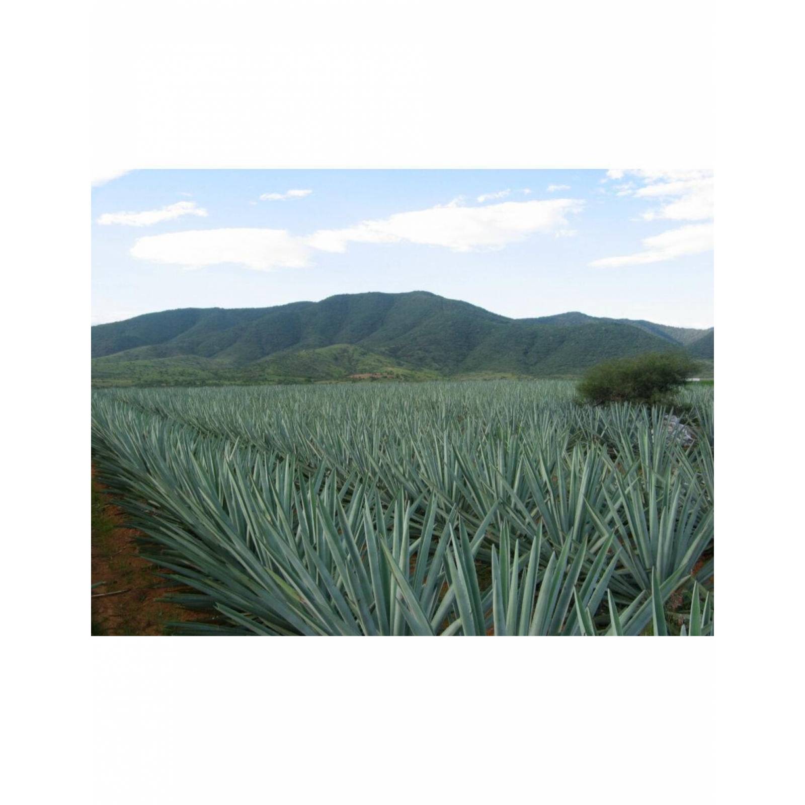 Pack de 2 Tequila Jose Cuervo Tradicional Reposado 950 ml 