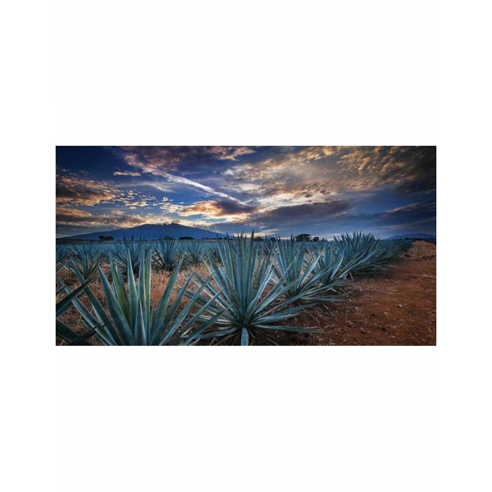 Pack de 4 Tequila Jose Cuervo Tradicional Plata 950 ml 