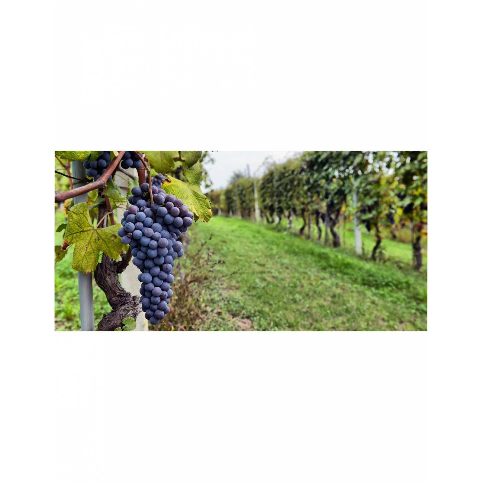 Vino Tinto Yellow Tail Cabernet Sauvignon 750 ml