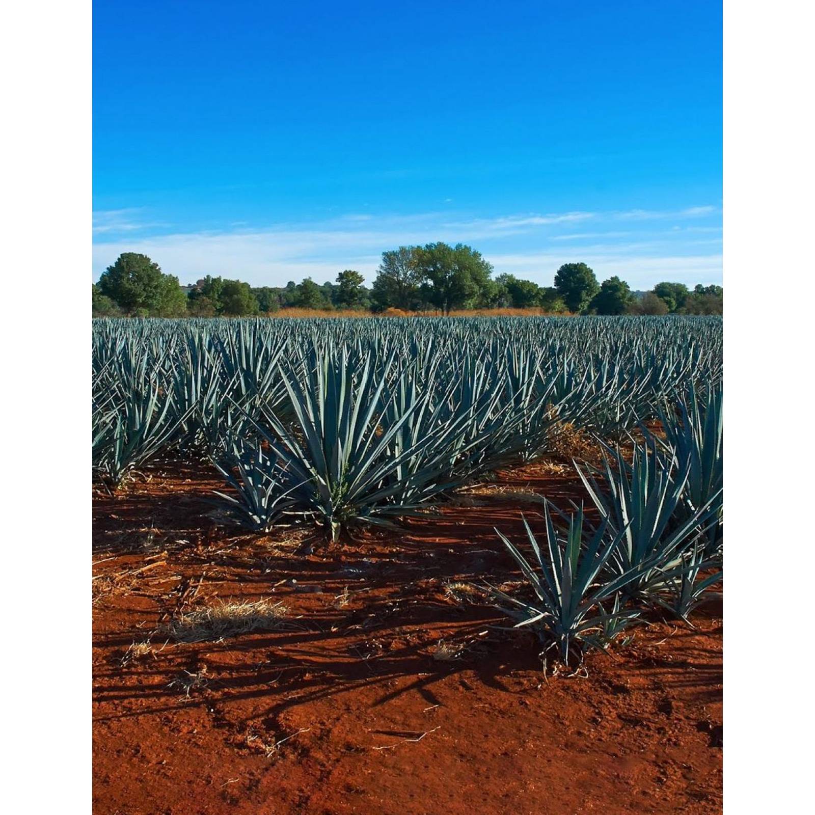 Destilado de Agave Rancho Escondido 750 ml 