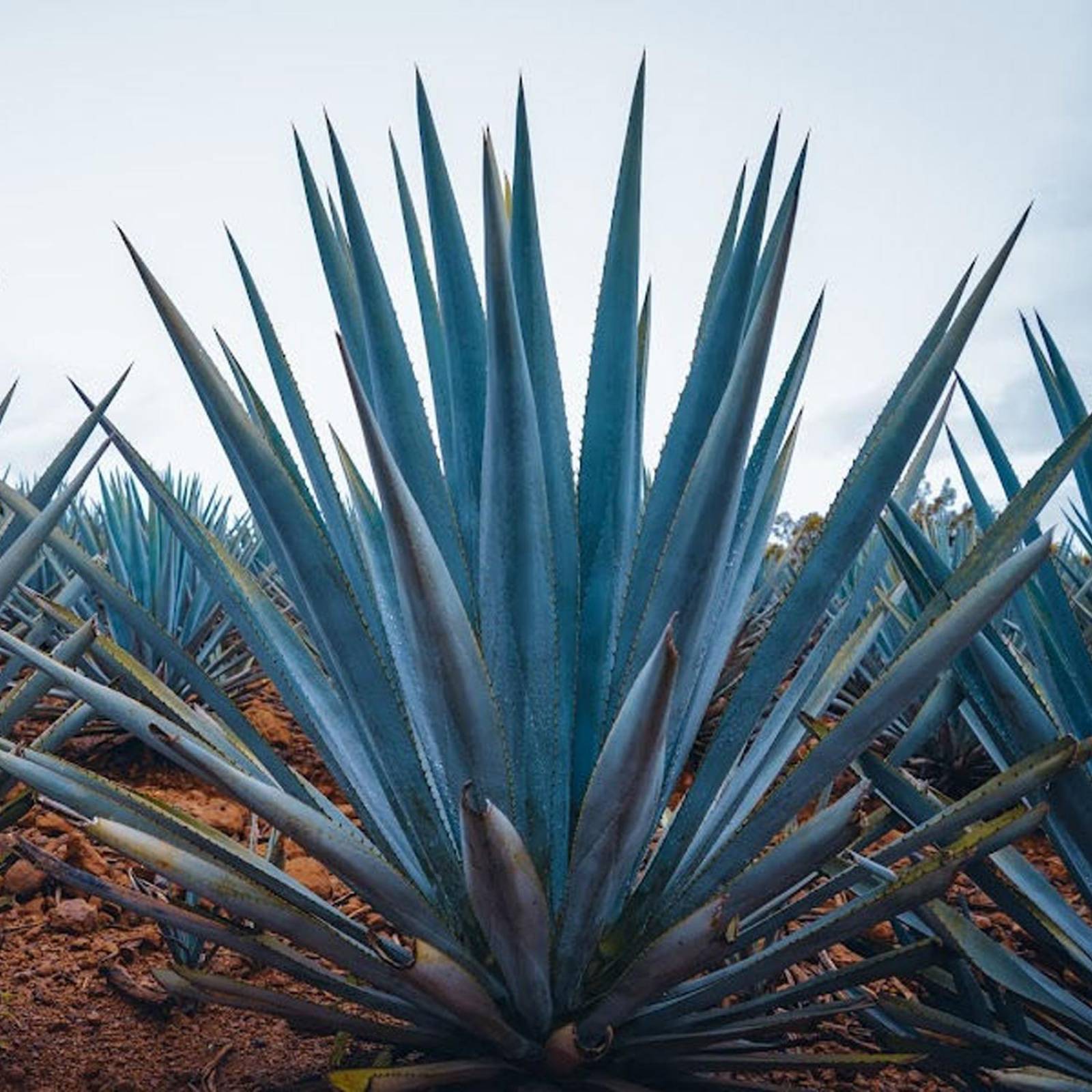 Licor de Agave El Jefe Mango 1 L