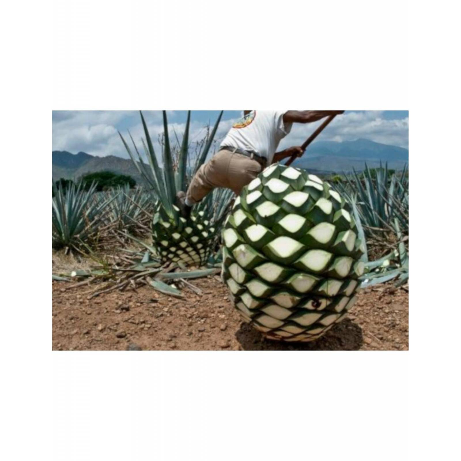 Pack de 6 Tequila Maestro Tequilero Blanco 700 ml 