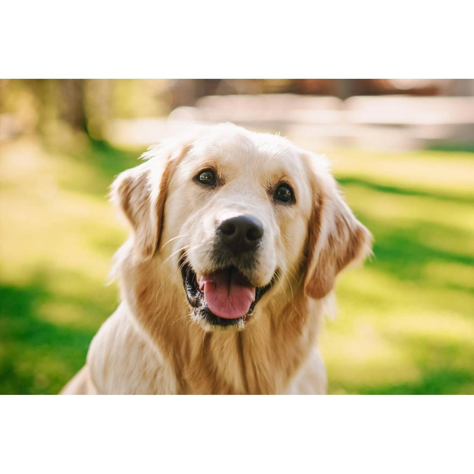 Now Pets liquido spray remueve pulgas y garrapatas para perros 237ml 