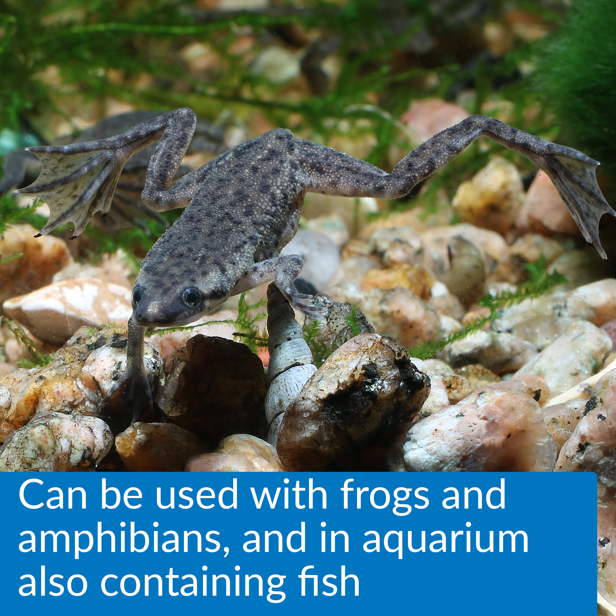 SLUDGE DESTROYER API 8 OZ (237ml)  ACONDICIONADOR DE AGUA PARA TORTUGAS, AJOLOTES Y RANAS DESTRUCTOR DE LODOS