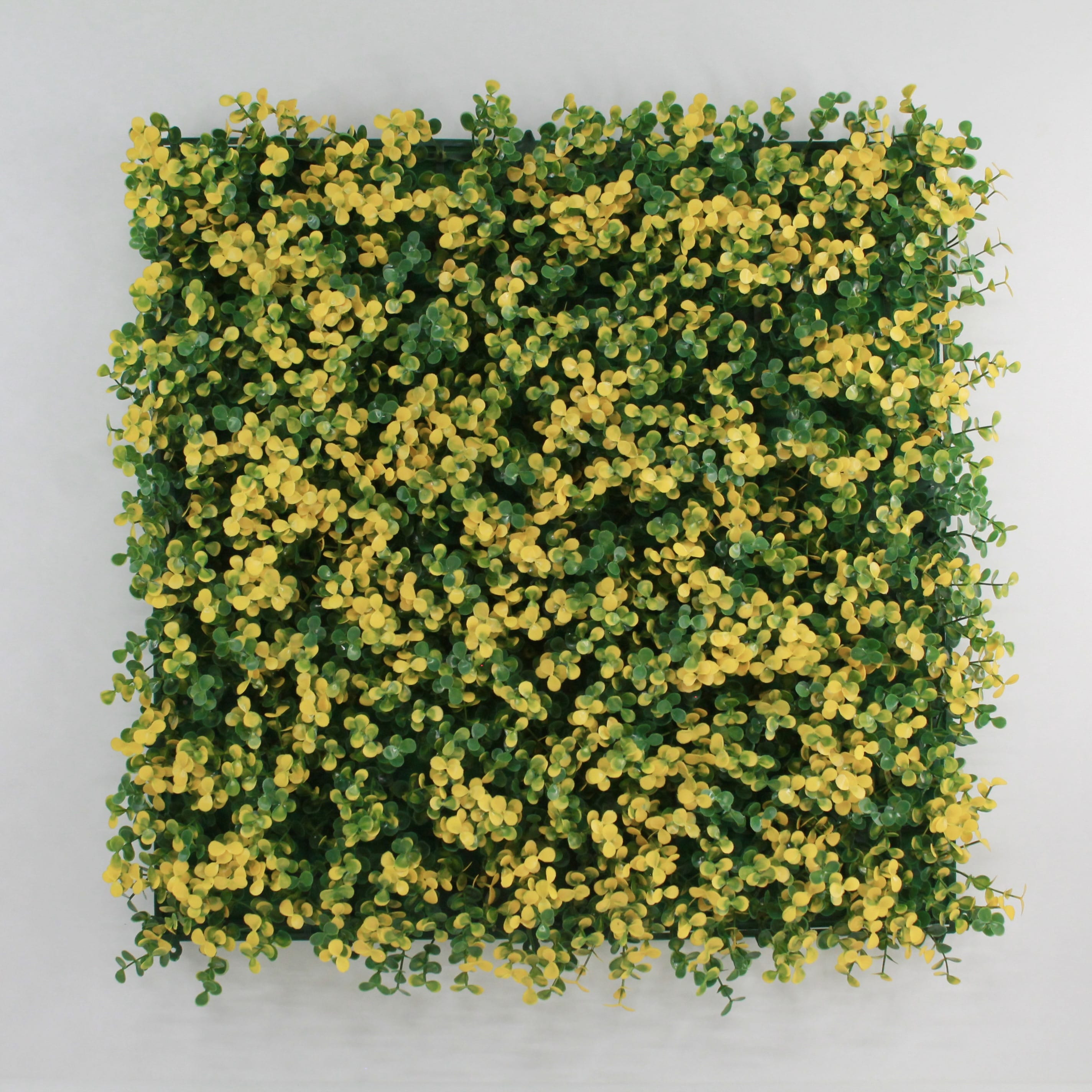 Muro verde Arrayan amarillo, Follaje artificial caja con 3 m², Decoración exterior e interior. Jardín vertical-Pared decorativa-Malla decorativa para pared-Decoración hogar.