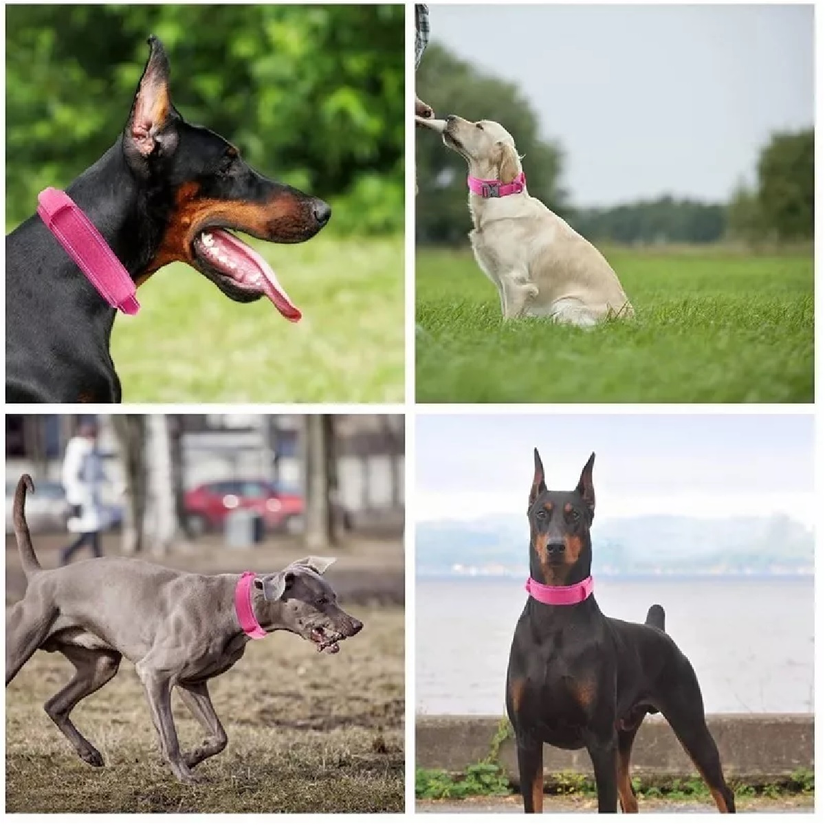 Collar Táctico Para Perro Con Hebilla Metal Super Resistente Rosa M
