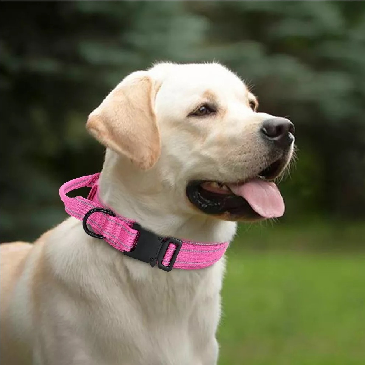 Collar Táctico Para Perro Con Hebilla Metal Super Resistente Rosa M
