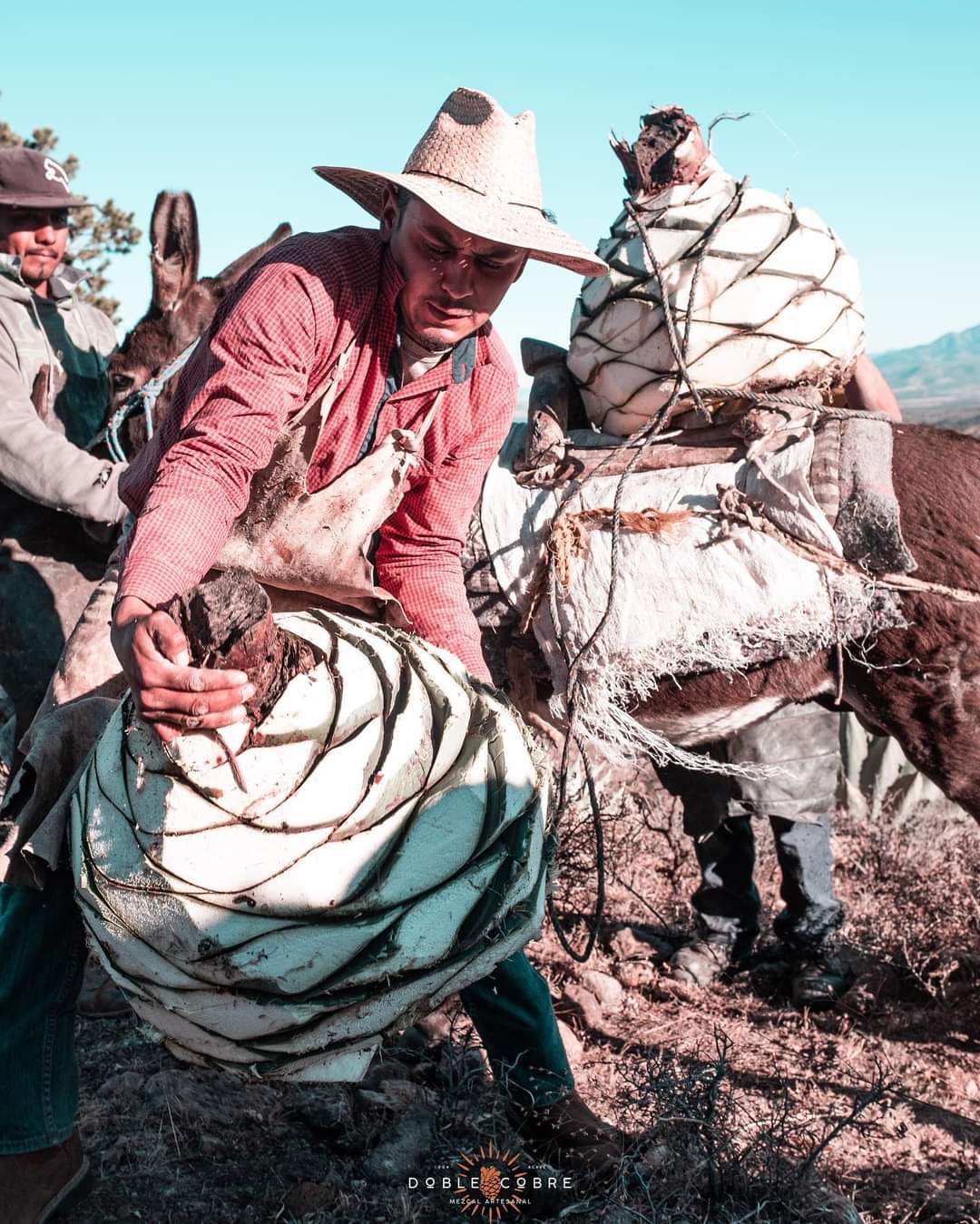 DOBLE COBRE | 1 Botella 750 ML | Mezcal Premium | Joven 100% Agave Cenizo DURANGENSIS | 40% Grados de Alcohol.