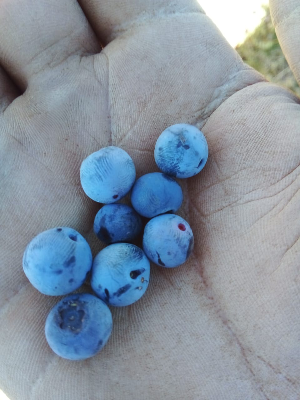 Blueberry Deshidratado 750 grs