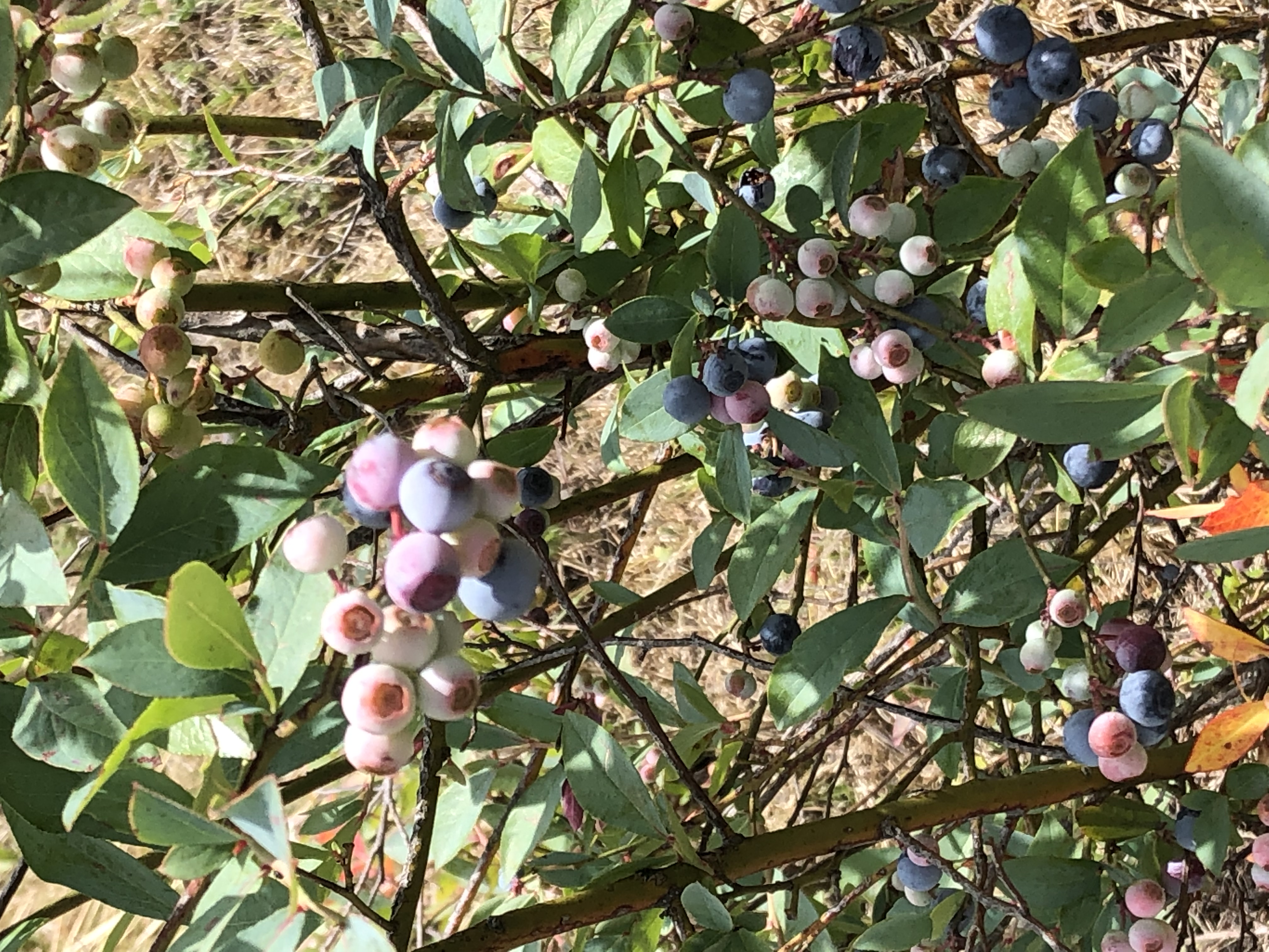 Blueberry Deshidratado 750 grs