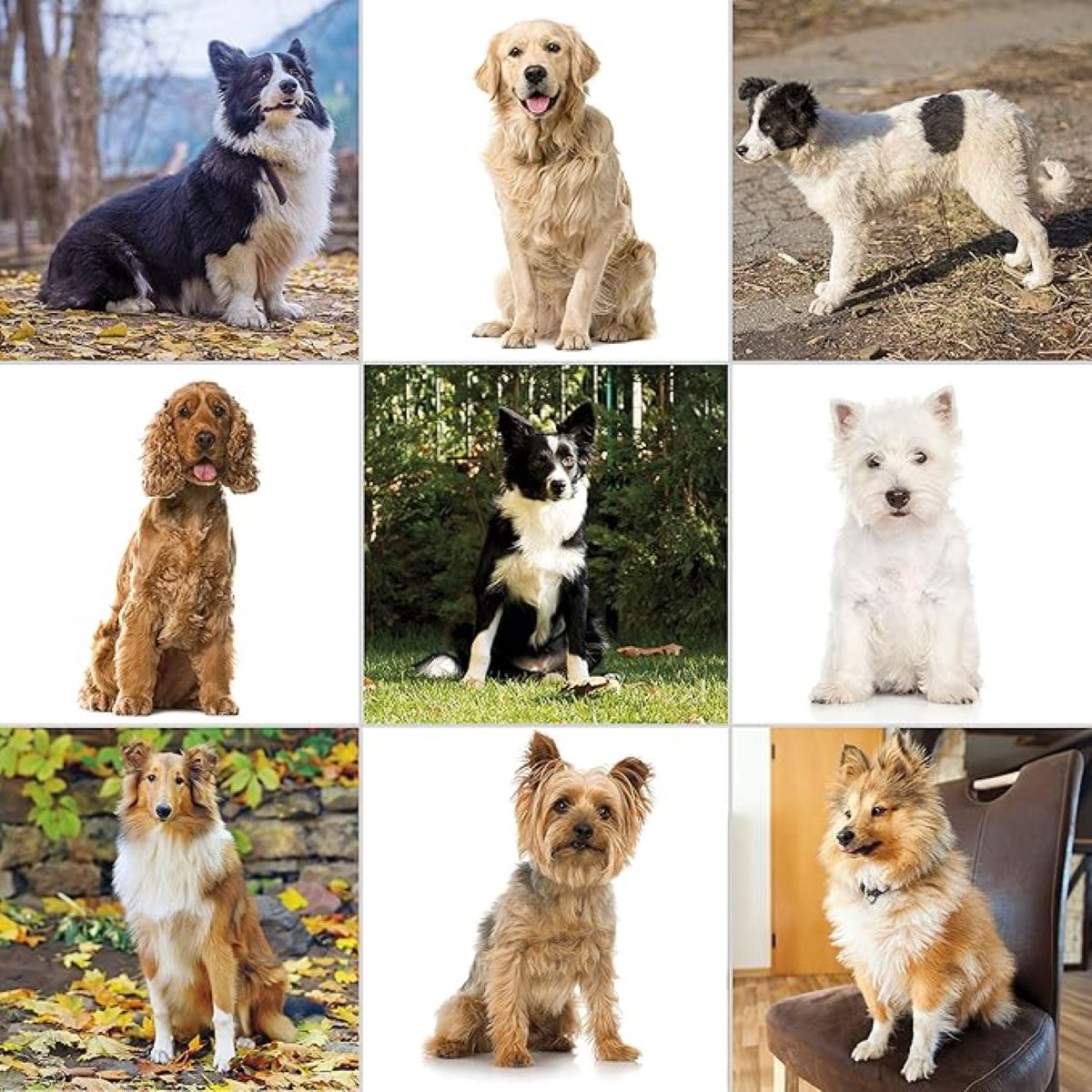 Máquina Corta Pelo Wahl 9281-210 Perros Mascotas Pet Pro Kit 12 Pzas