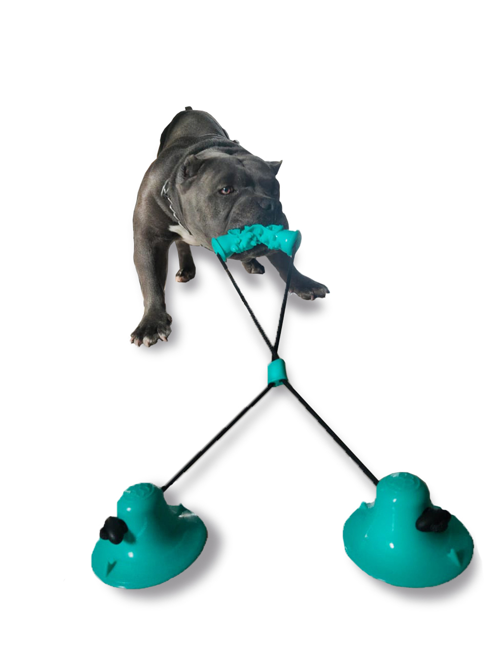 Juguete para Mascota con Mordedera y Doble Ventosa