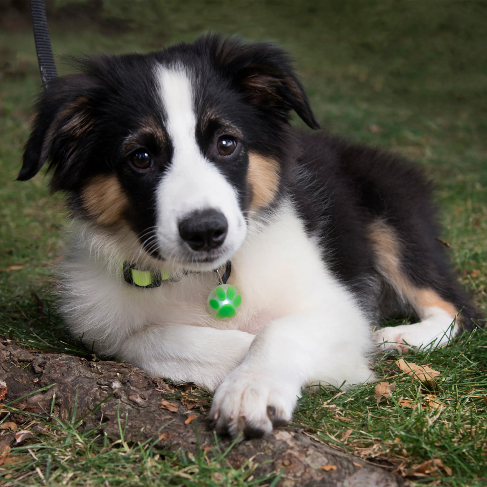 Luz Para Collar Verde Nite Ize Mod. PCL02-03-17JE