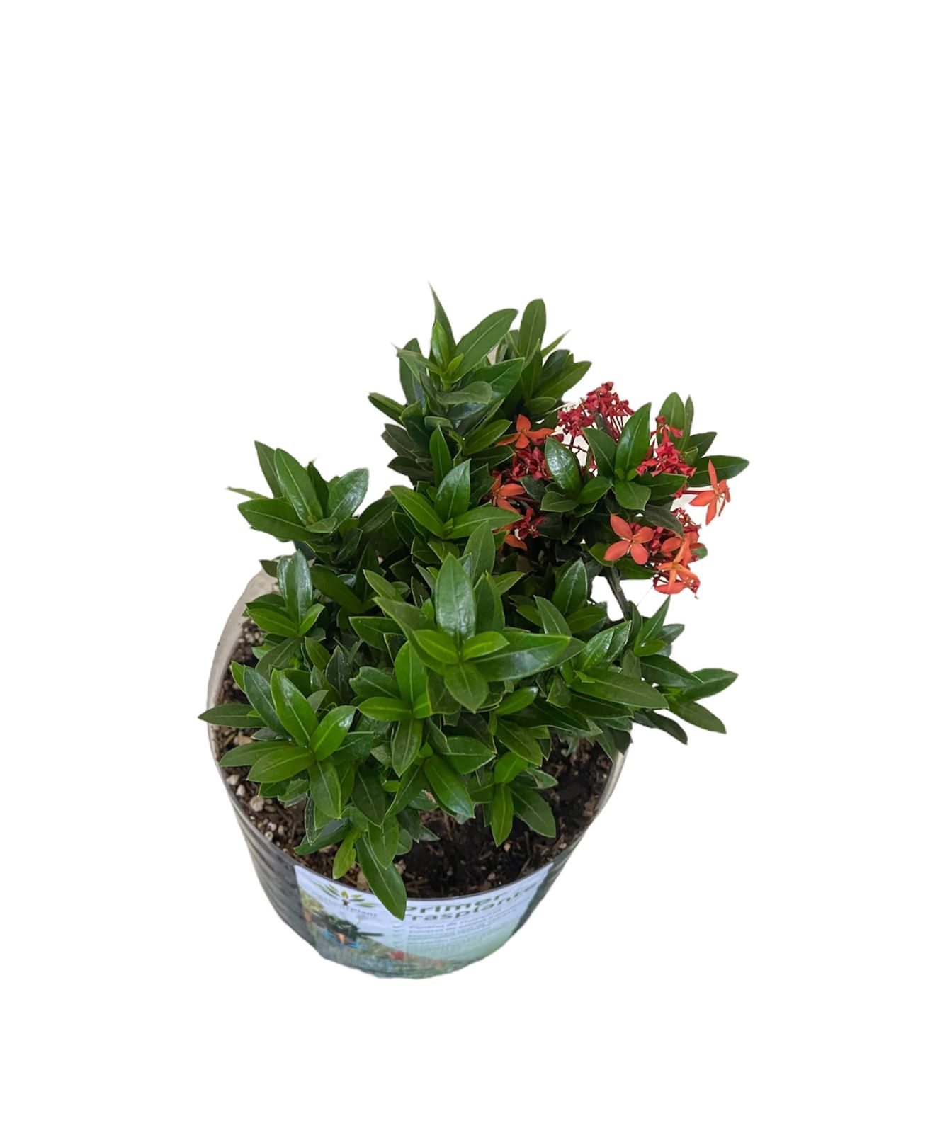 Planta Ixora Enana Liberha Optimus Plant