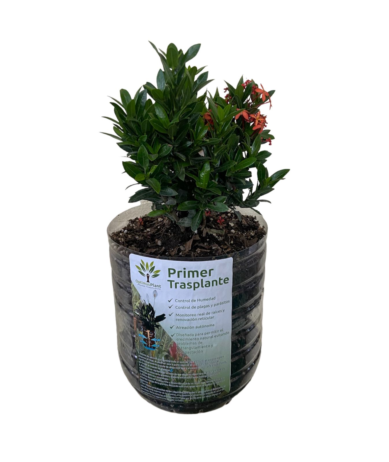 Planta Ixora Enana Liberha Optimus Plant