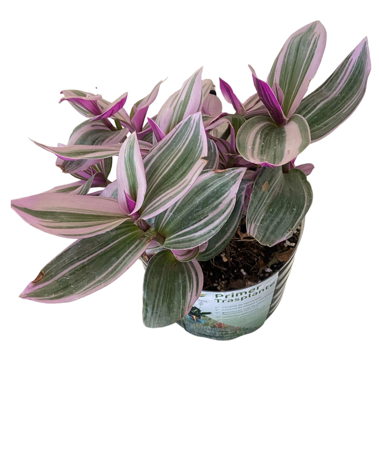 Planta Tradescantia Quadricolor Liberha Optimus Plant