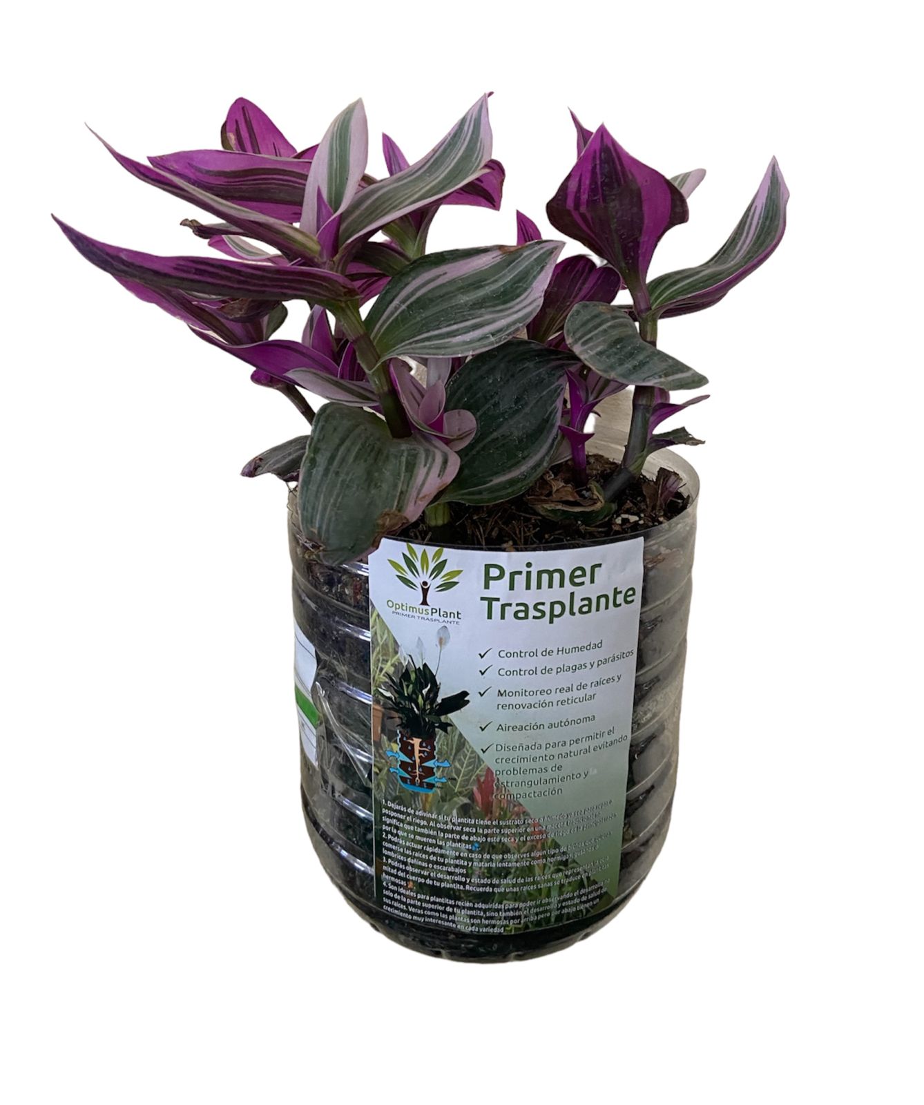Planta Tradescantia Quadricolor Liberha Optimus Plant