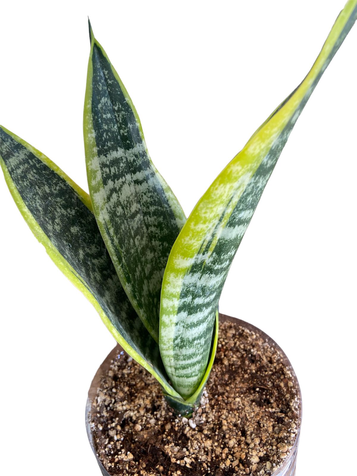 Planta Sansiveria Liberha Optimus Plant