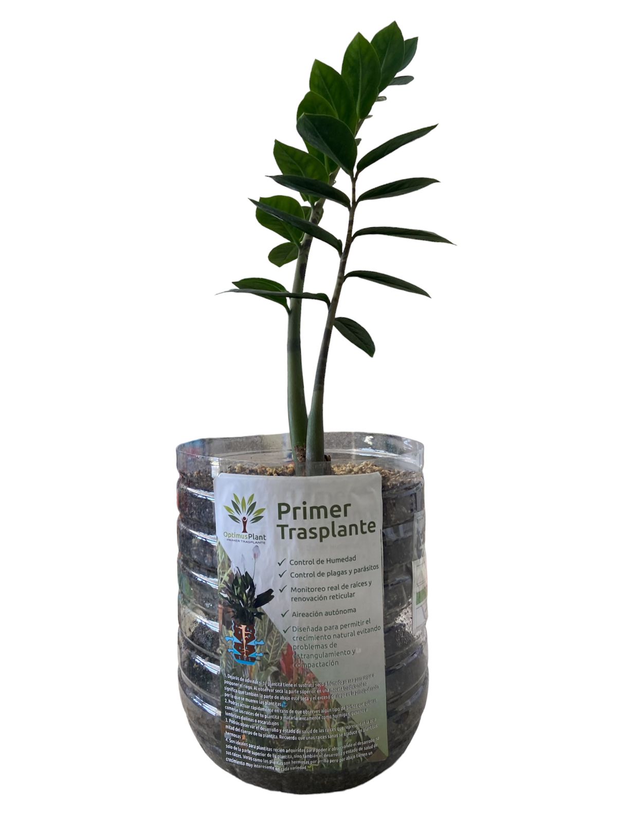 Planta Zamioculca Liberha Optimus Plant