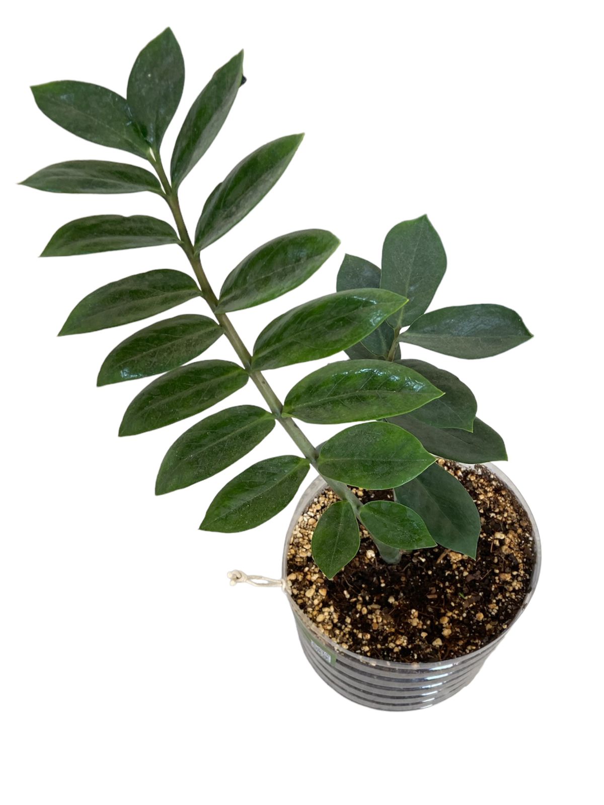 Planta Zamioculca Liberha Optimus Plant