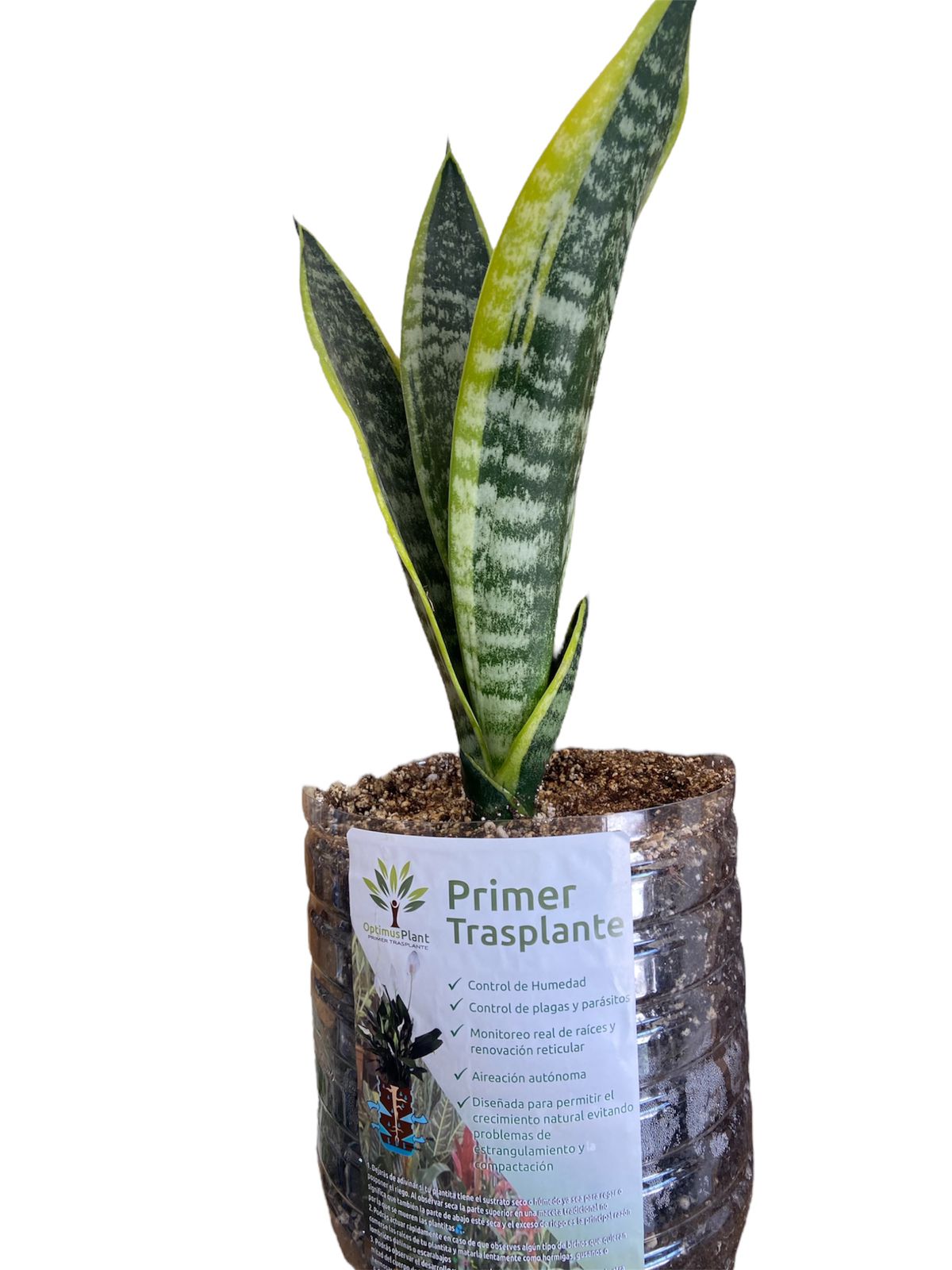 Planta Sansiveria Liberha Optimus Plant