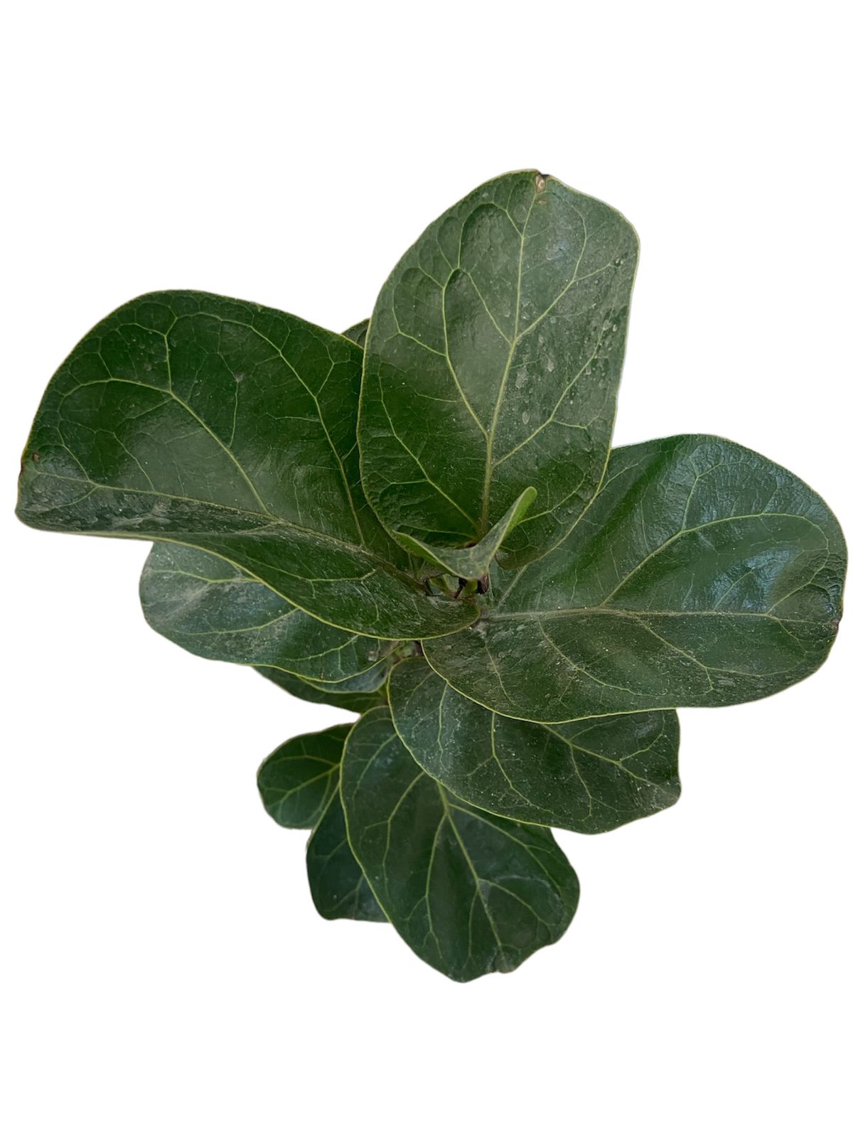 Planta Ficus Bambino Liberha Optimus Plant