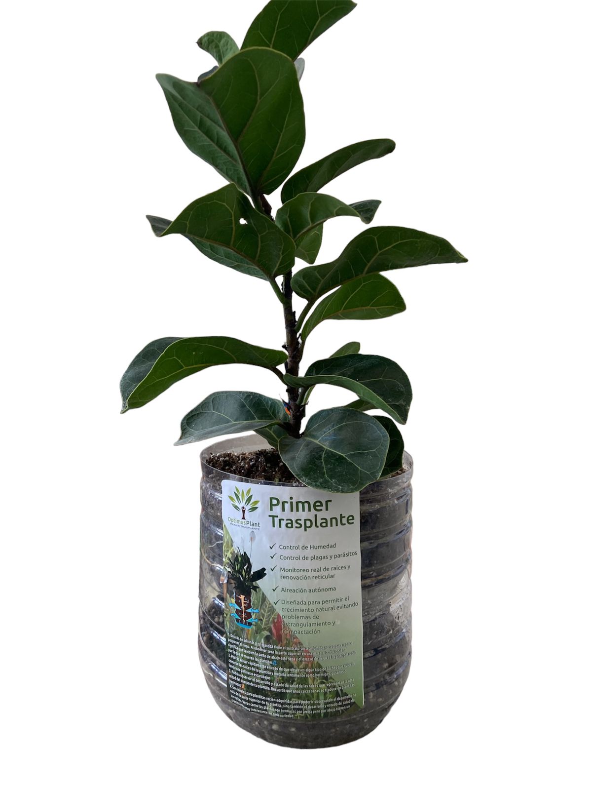 Planta Ficus Bambino Liberha Optimus Plant