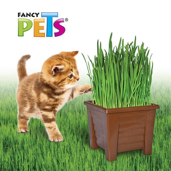 Pasto Para Gatos Fancy Pets Natural