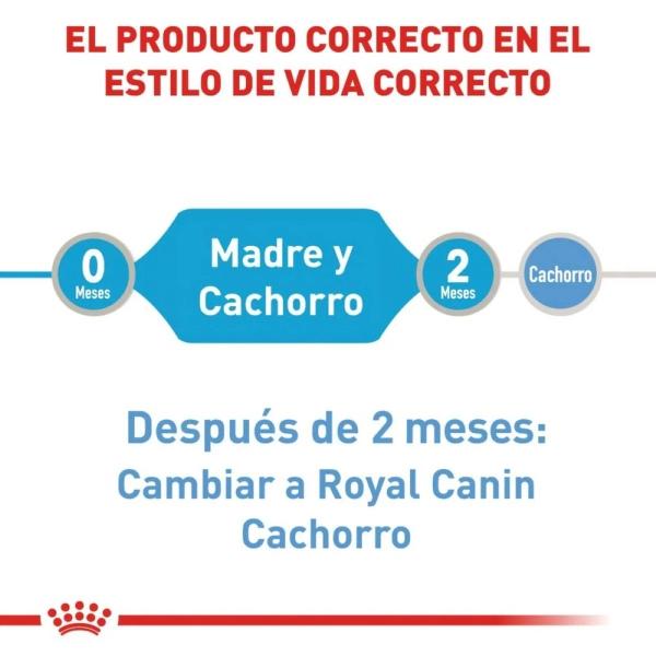 Alimento Húmedo Perro Cachorro Starter 145g Royal Canin